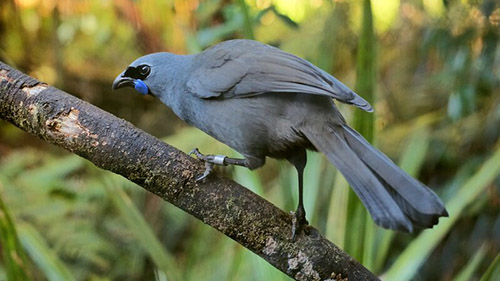 Both mountains are a haven for kokako.