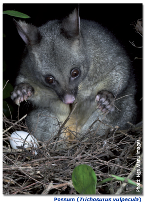 WRC/WRC-2019/Possum-Trichosurus-vulpecula.jpg