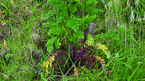 Image - Ragwort