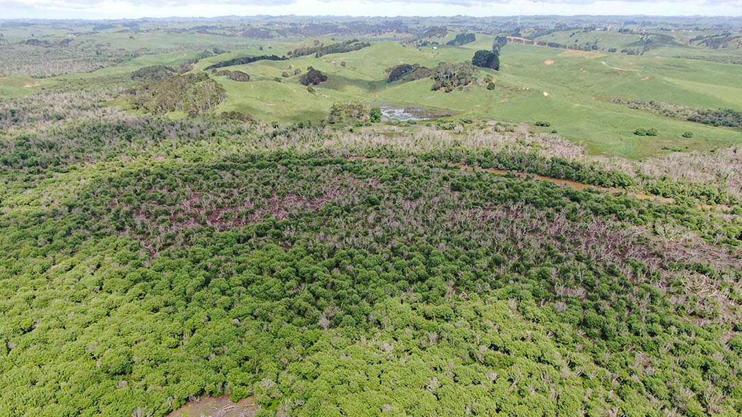 Aerial image of Opuatia Wetland.