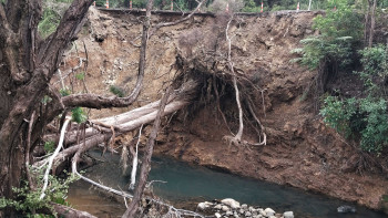 Storyhub river management_Akeake Stream vegetation obstruction