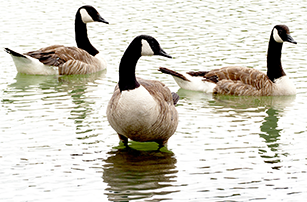 Canadian Goose