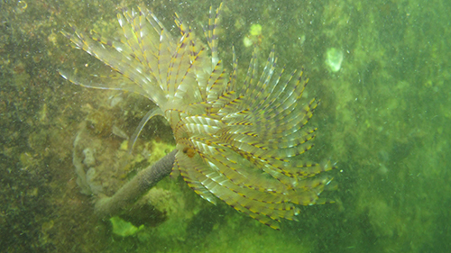 Image - Fanworm