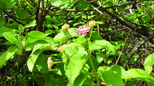 Lantana