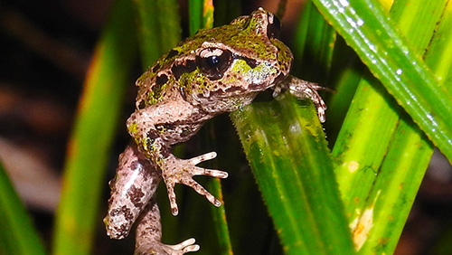 Archey's frog.