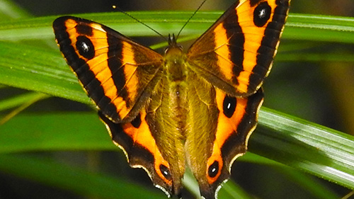 Helm's butterfly.
