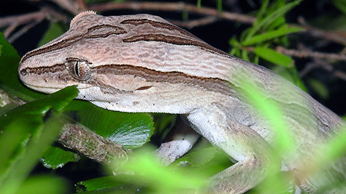Northern striped gecko.