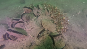A photo of the seabed with mussels covered in sand
