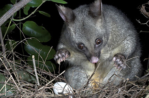 https://www.waikatoregion.govt.nz/assets/WRC/WRC-2019/possum.jpg