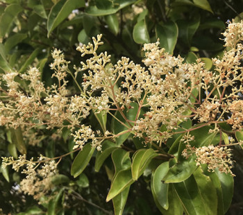 Picture of privet