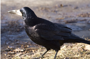 Waikato Regional Council hunting for rook sightings