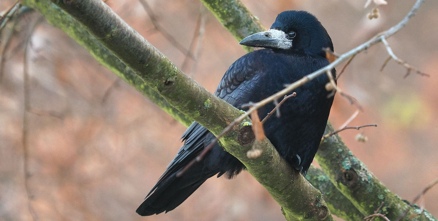 Waikato Regional Council hunting for rook sightings