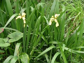 Stinking Iris