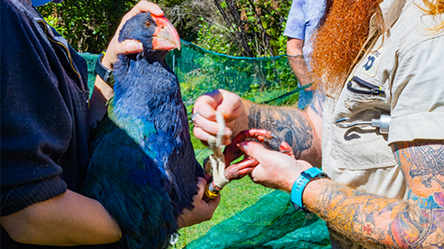 An adult takahe getting its health check.