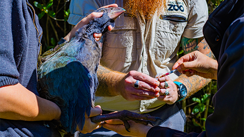 The juvenile gets its booster vaccine against erysipelas.
