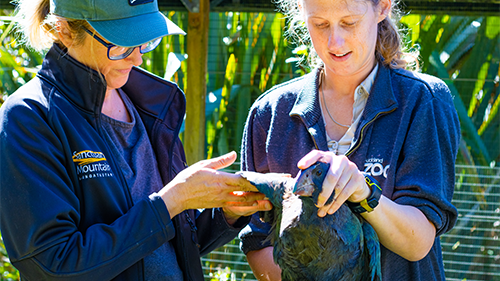 Janelle Ward and Devon Nicholls check the conditions of the juvenile’s feathers.