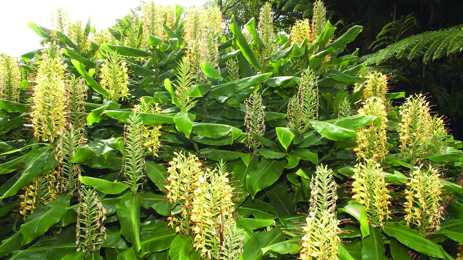 wild ginger plant