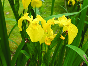 Yellow flag iris