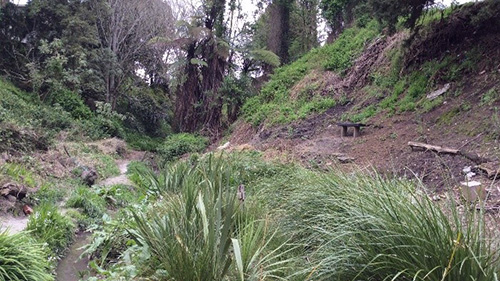 Picture of Maeroa Intermediate School gully after