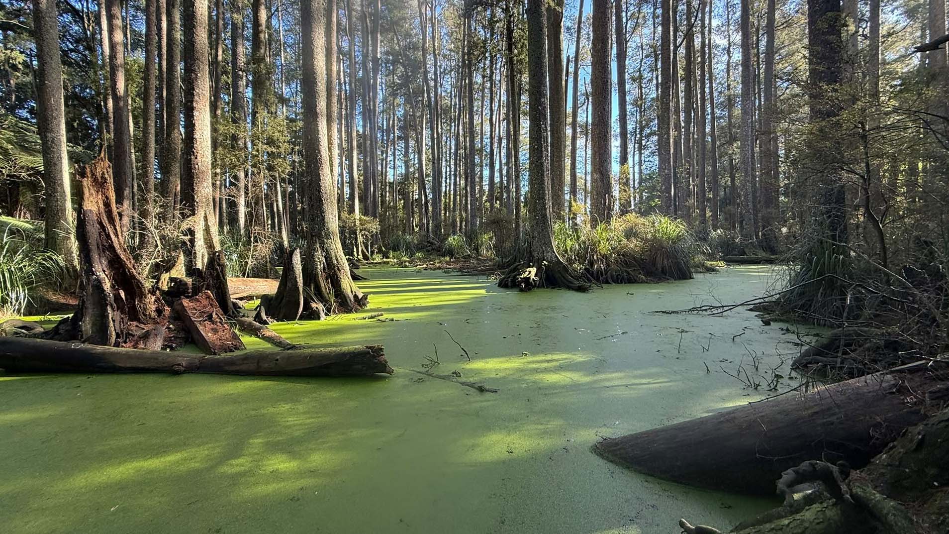 Image of swamp