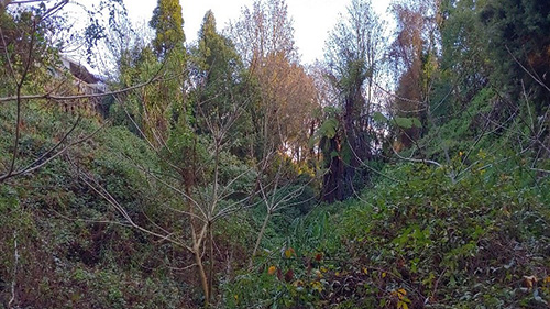 Picture of Maeroa Intermediate School gully before