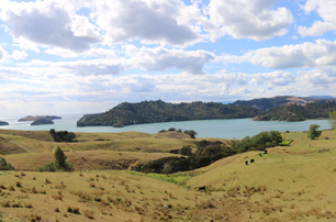 What to plant in the Coromandel ecological region