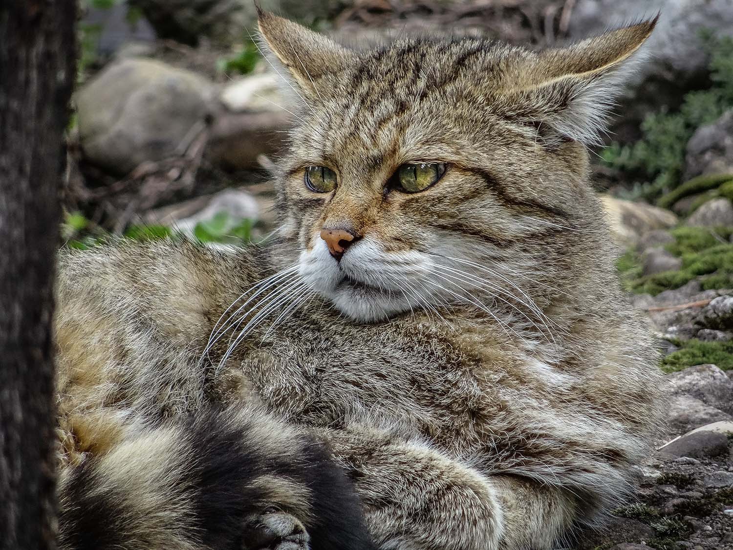 Image - Feral cats