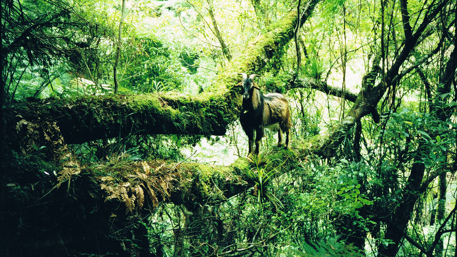 Image -  Feral goats