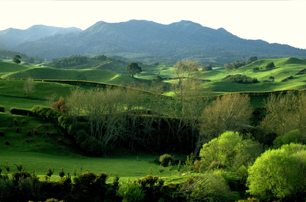 What to plant in Maungatautari ecological district