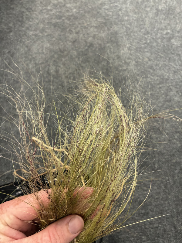 Close-up of Nassella tussock leaves, which are rough and needle like