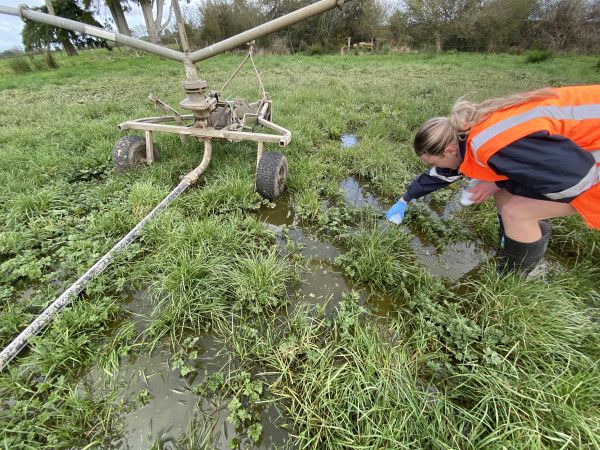 Picture shows irrigator in paddock with effluent ponding and a woman wearing high viz bending over with arm outstretched to collect a sample of effluent in a jar.