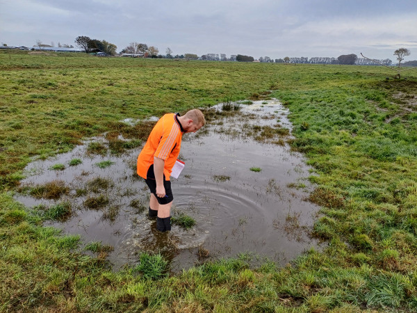 Waikato Regional Council officer inspecting ponded effluent discharging into a farm drain.