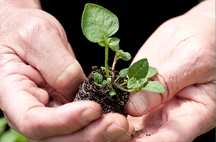 Native plant nurseries supplying the Waikato region
