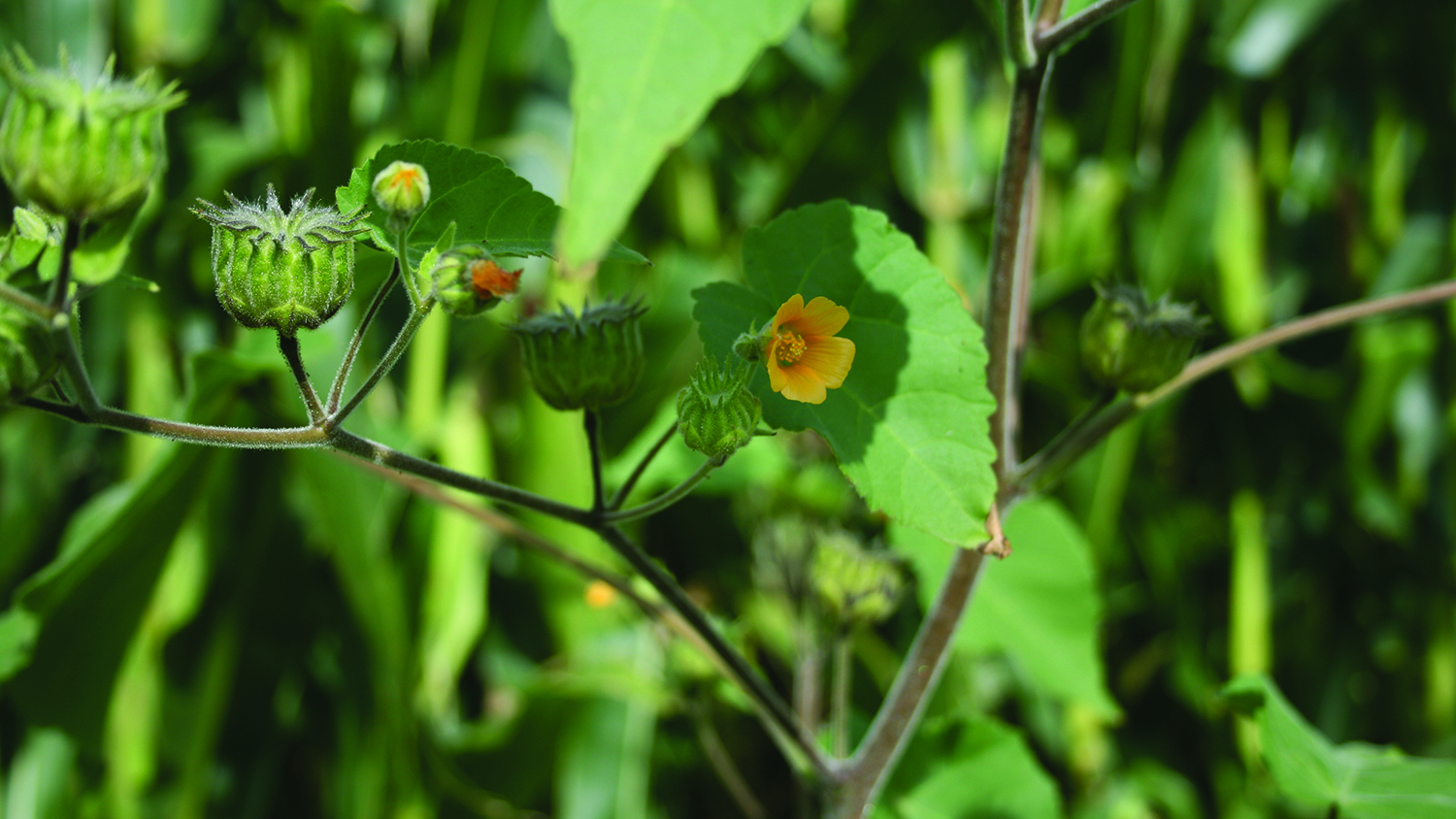 Image - Velvetleaf