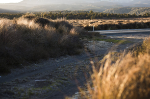 What to plant in the central volcanic plateau ecological region