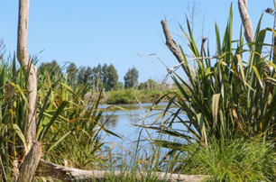 Wetland planting guide